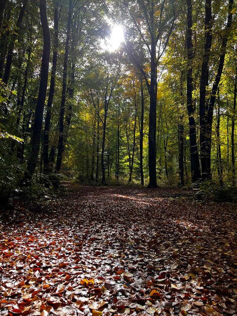 Scenics - nature in oberwilzingen