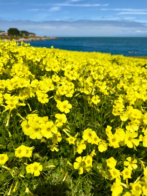 Scenics - nature in pacific grove acres