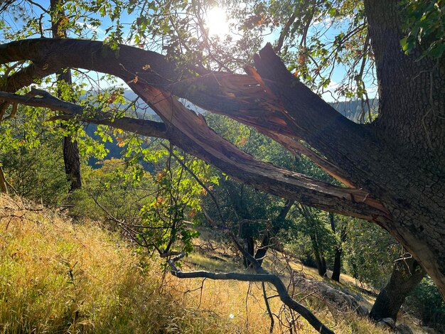 Scenics - nature in running springs