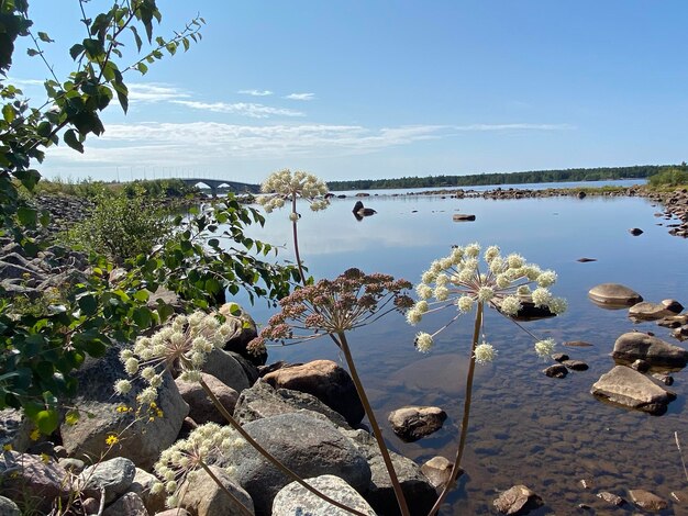 Scenics - nature at seskaro