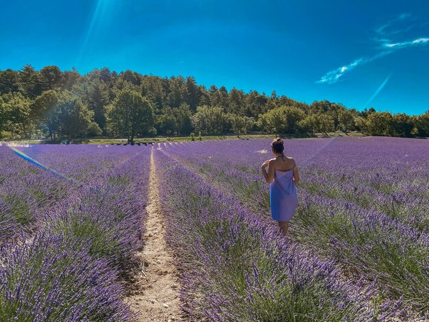 Scenics - nature in valensole