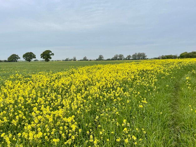 Scenics - nature