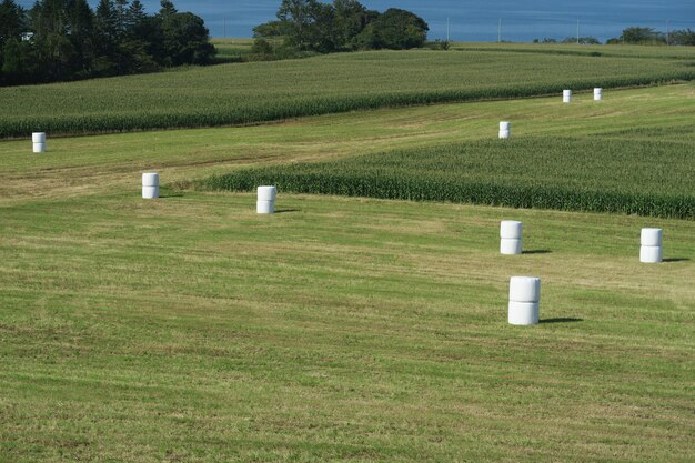 Foto scenisch uitzicht op het veld