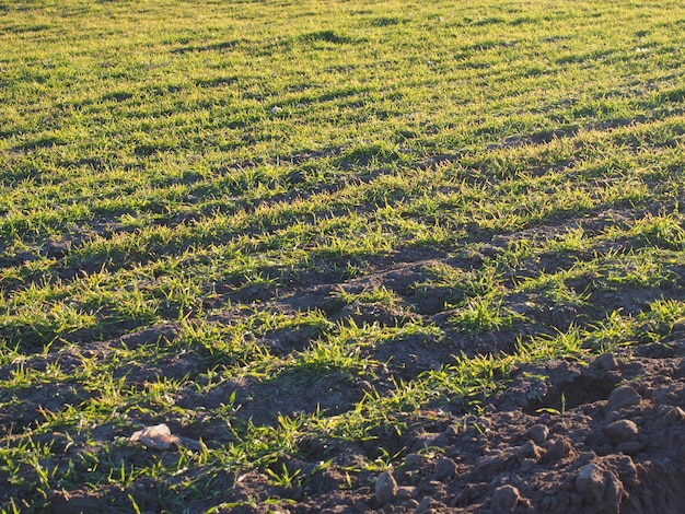 Foto scenisch uitzicht op het veld