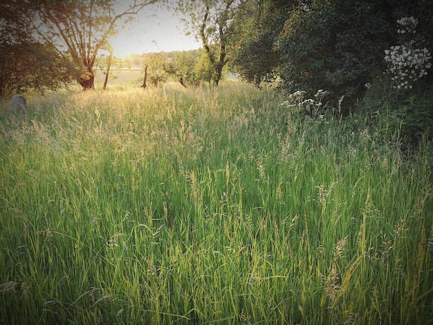 Foto scenisch uitzicht op het veld