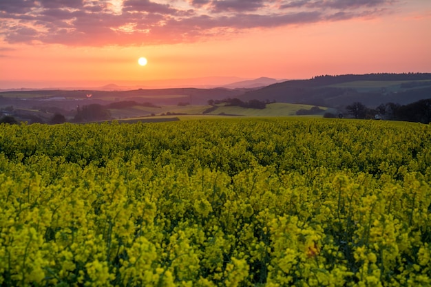 Scenisch uitzicht op oliehoudende koolzaad tegen het landschap tijdens de zonsondergang