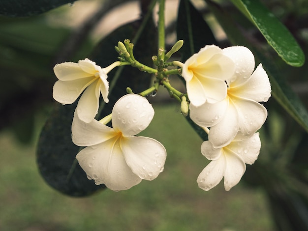 Scented flowering plant under raindrops. 