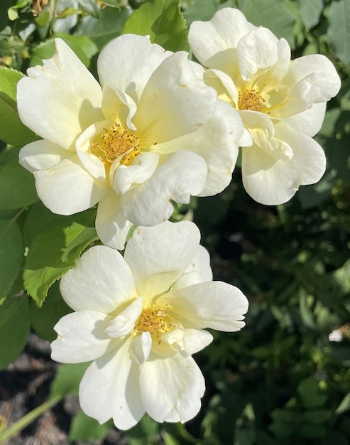 Scented white flowers