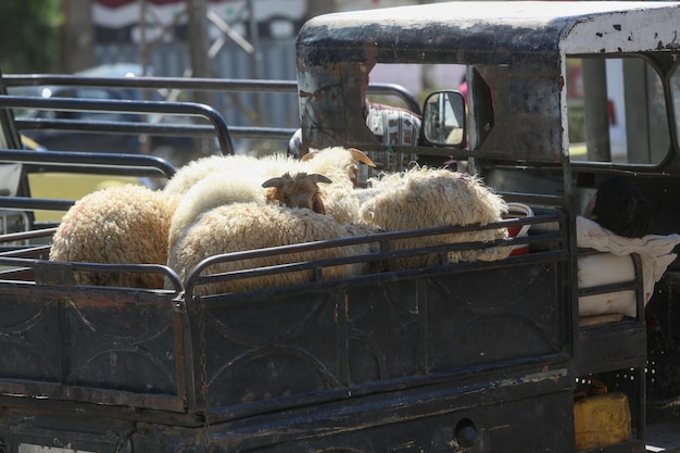 Foto schaap die in het voertuig staat