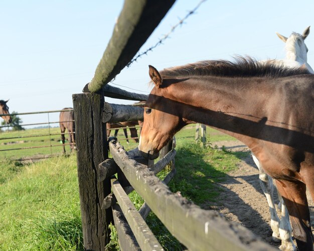 Foto schaap op de weide