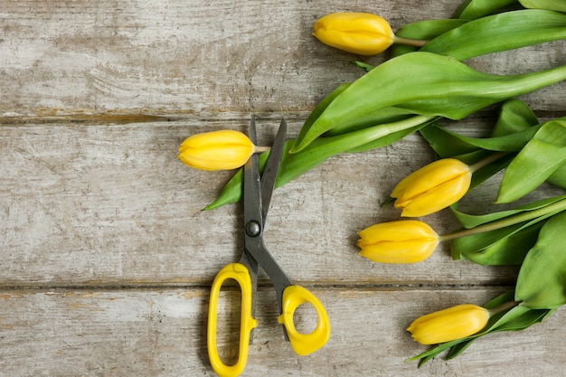 Schaar is gesneden gele tulp bloem op houten achtergrond. Bovenaanzicht op werkplek met kasgereedschap en lentebloemen. Decoratieapparatuur, bloemist, decorateur, handgemaakt concept.