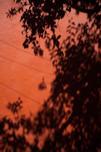 Foto schaduw van bomen in een rode muur