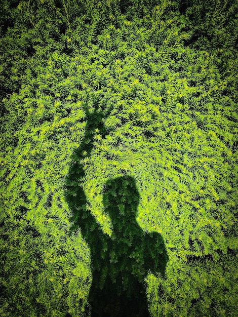 Foto schaduw van de boom op het veld