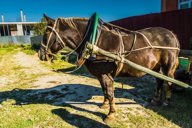 Schaduw van een paard op een veld