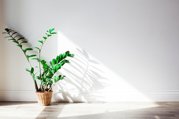 Schaduw van groene zamioculcasstruik op de muur. Interious design met groene planten in zonnige dag