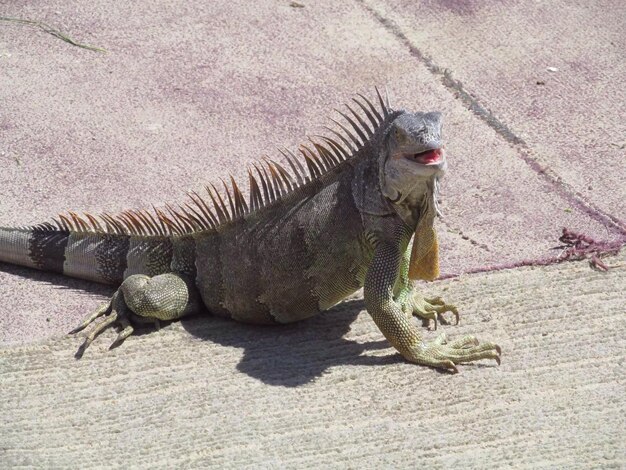 Schaduw van hagedis op de grond.