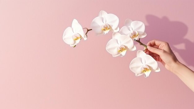 Schaduw van vrouwelijke hand neemt een witte orchidee bloem op roze achtergrond Vrouwelijkheid concept