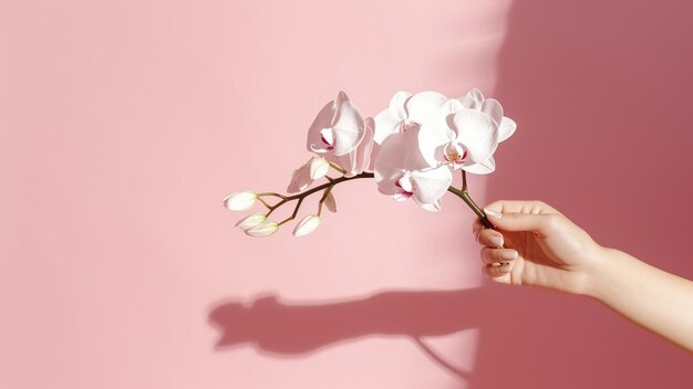 Schaduw van vrouwelijke hand neemt een witte orchidee bloem op roze achtergrond Vrouwelijkheid concept