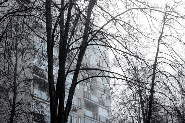 Schaduwen van boomtakken op de achtergrond van het huis in de mist