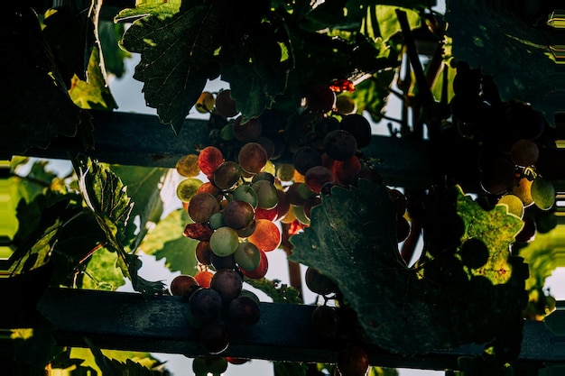 schaduwen van een rijpende druif in de tuin in de warme zomerzon close-up