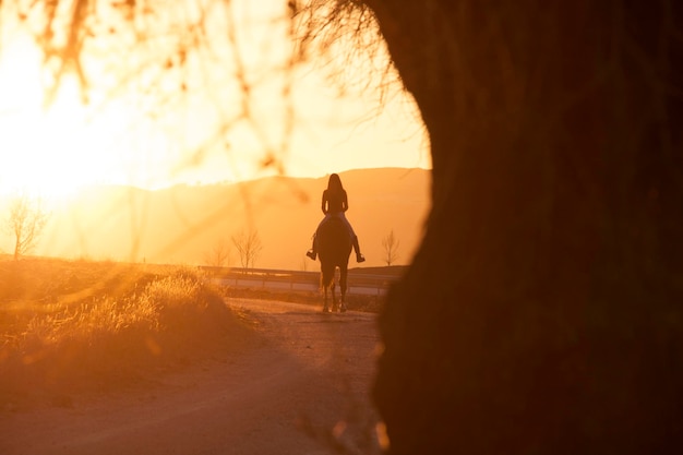 schaduwfiguur, van, jonge volwassen vrouw, paardrijden, paard, buitenshuis, op, sunset