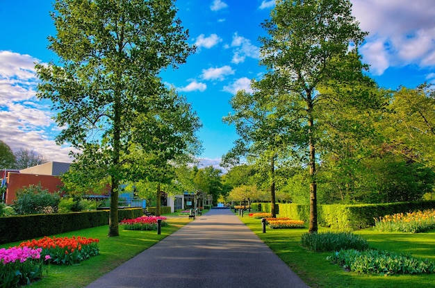 Schaduwrijke steeg keukenhof park lisse in holland