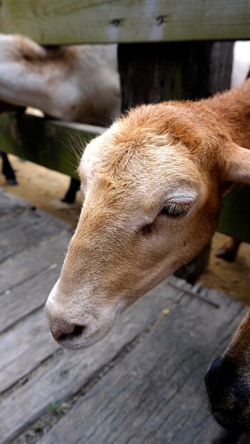 Foto schapen achter hek in boerderij.