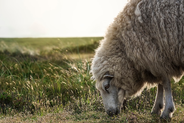 Schapen die close-up op sylt-eiland weiden. dierlijk zijaanzicht