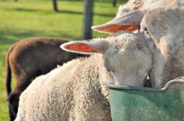 Schapen die er doorheen drinken