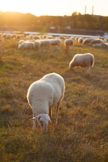 Schapen die grazen op een veld