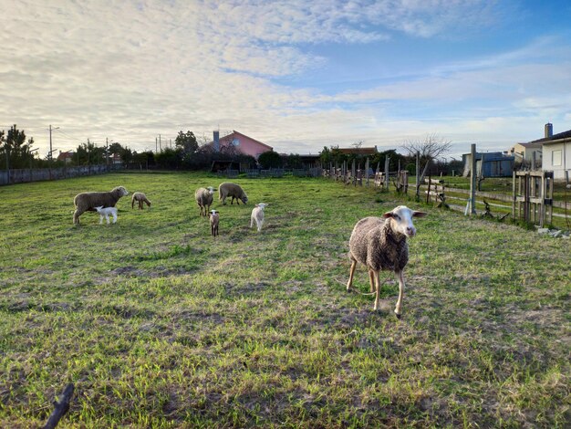 Foto schapen die grazen op een veld
