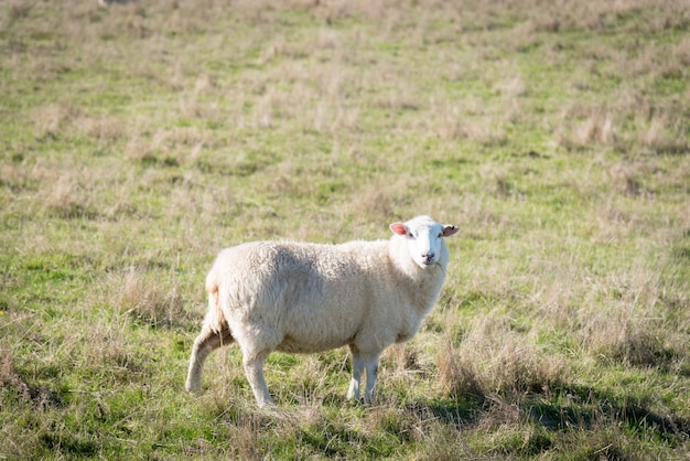 Schapen die groen gras eten en zich in de weide bevinden