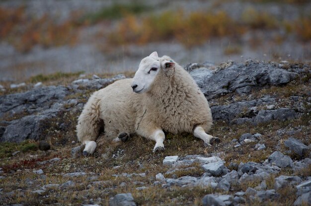 Foto schapen die in een veld staan