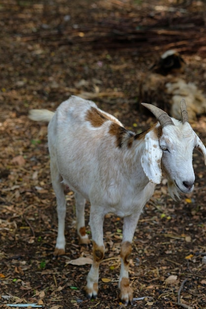 Foto schapen die in een veld staan