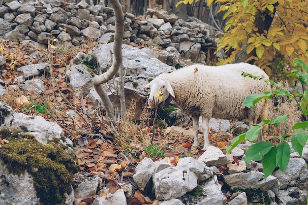 Schapen die in het bos weiden