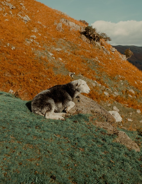 Schapen die op de berg rusten