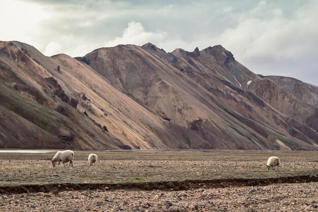 Schapen die op de foto van het gebiedslandschap weiden