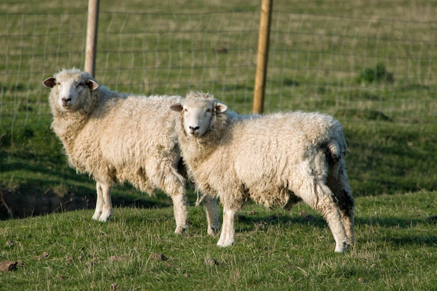 Schapen die op grasland staan
