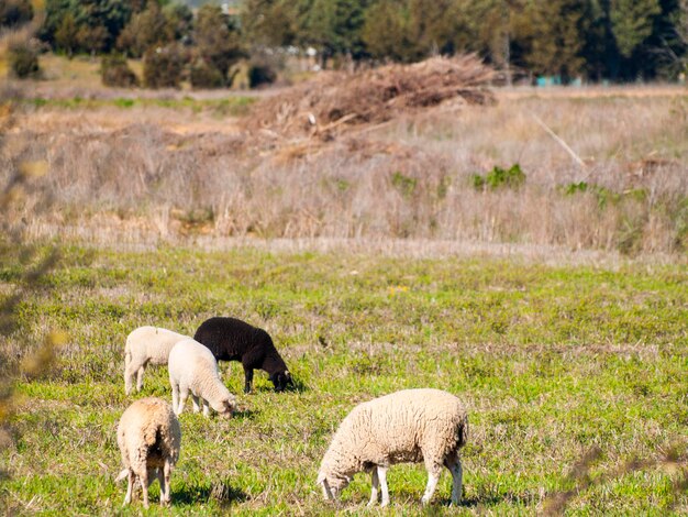 Schapen die op het land grazen