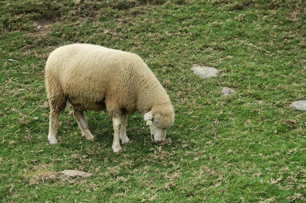 Schapen die op het veld grazen
