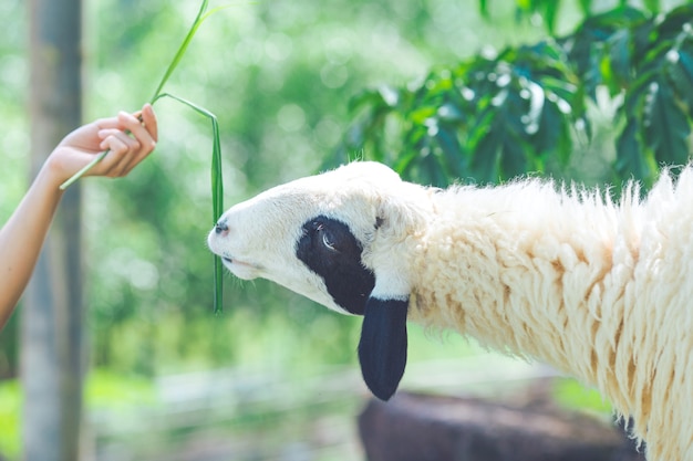 Schapen die voedsel van handen eten.