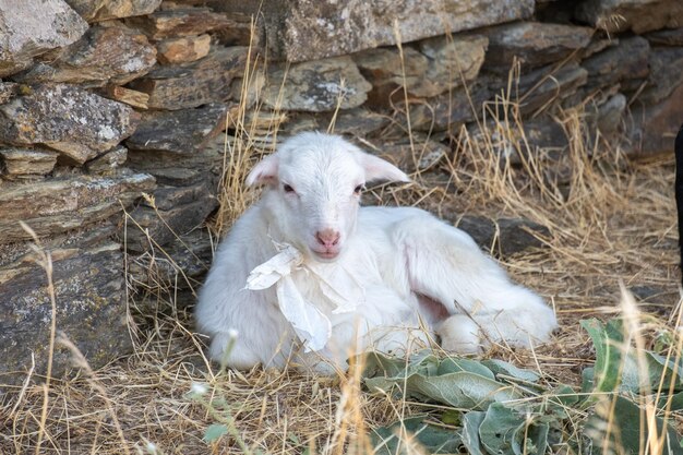 Foto schapen en een lam rustend op het gras