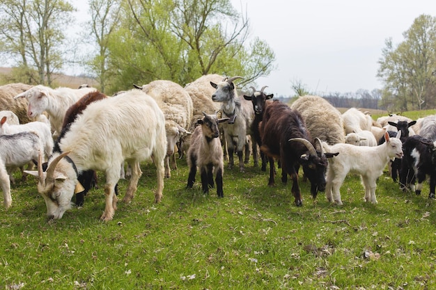 Schapen en geiten grazen in het voorjaar op groen gras