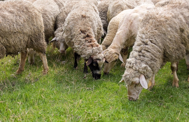 Schapen en geiten grazen in het voorjaar op groen gras