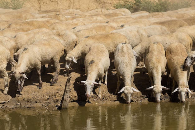 Schapen en geiten grazen in het voorjaar op groen gras