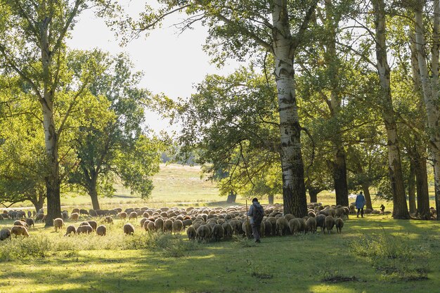 Schapen en geiten grazen in het voorjaar op groen gras