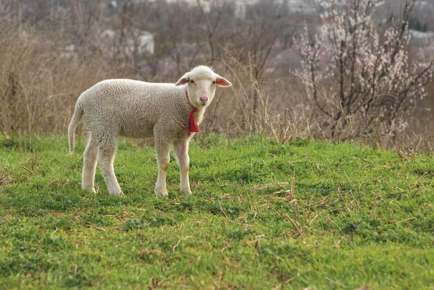 Schapen en geiten grazen in het voorjaar op groen gras