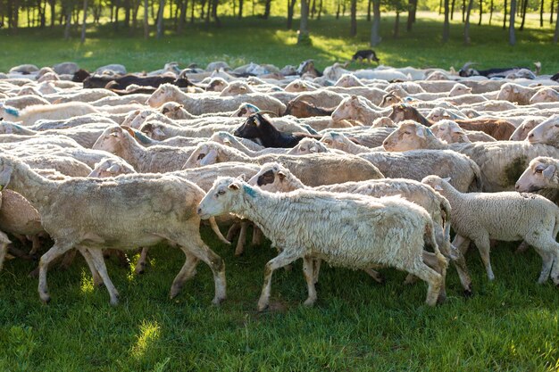 Schapen en geiten grazen in het voorjaar op groen gras.