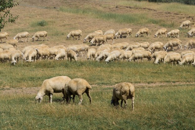 Schapen en geiten grazen op groen gras in de lente