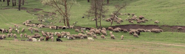 Schapen en geiten grazen op groen gras in de lente